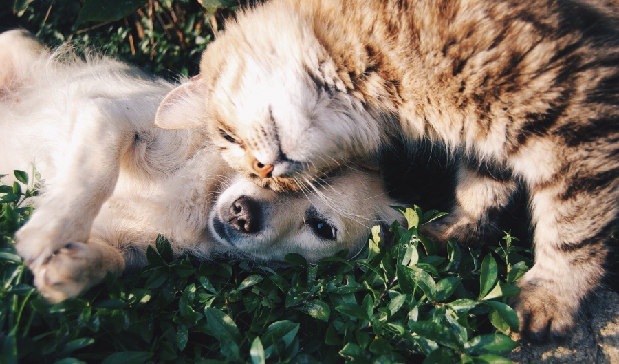 Obowiązkowe sczepienie psów i kotów